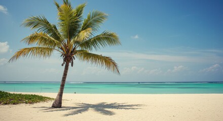 A solitary palm tree on a peaceful Mexican beach, offering a picture-perfect moment of tranquility and nature.