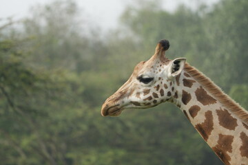 portrait of a giraffe, close up headshot, in lake mburo uganda