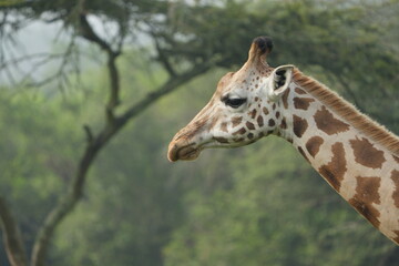 portrait of a giraffe, close up headshot, in lake mburo uganda