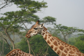 Obraz premium portrait of a giraffe in the foggy morning in uganda, lake mburo