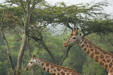 portrait of a giraffe in the foggy morning in uganda, lake mburo
