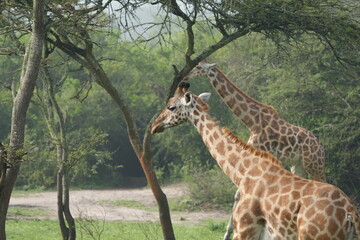 portrait of a giraffe in the foggy morning in uganda, lake mburo