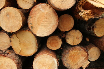 Fototapeta premium Close-up of logs. Background: natural wood, bark, close-up