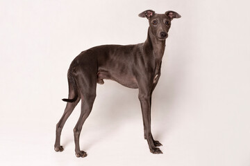 Small italian greyhound dog standing posing in a studio on a white background