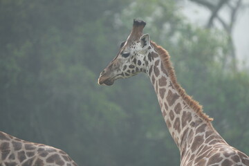 portrait of a giraffe