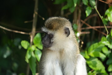 close up portrait of a vervet monkey in lake mburo national park uganda