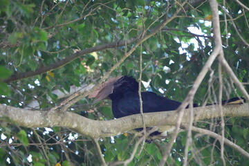 Silvery-Cheeked Hornbill Perched in Tree – Arusha National Park, Tanzania