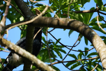 Silvery-Cheeked Hornbill Perched in Tree – Arusha National Park, Tanzania
