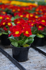 Primrose Optic Scarlet red blooming closeup in the pot