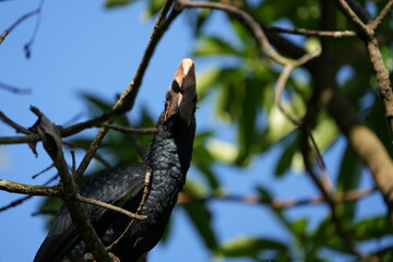 Silvery-Cheeked Hornbill Perched in Tree – Arusha National Park, Tanzania