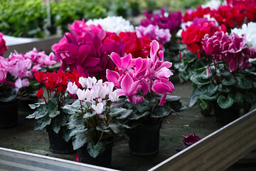 Pink different shades blooming cyclamens in pots close-up.