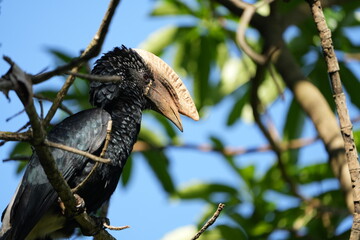 Silvery-Cheeked Hornbill Perched in Tree – Arusha National Park, Tanzania