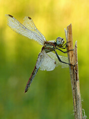 Dragonfly insect predator creature close-up view in beautiful light	