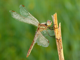Dragonfly insect predator creature close-up view in beautiful light