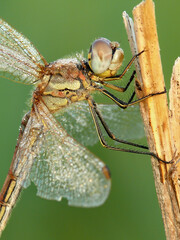 Dragonfly insect predator creature close-up view
