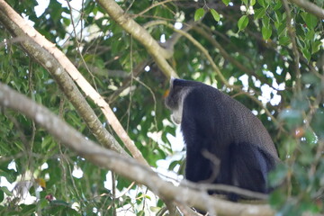 Black-and-White Colobus Monkey in Tree Canopy – Arusha, Tanzania
