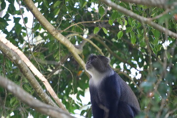 Black-and-White Colobus Monkey in Tree Canopy – Arusha, Tanzania