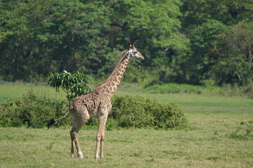 Giraffe Standing in Lush Greenery, Arusha National Park, Tanzania