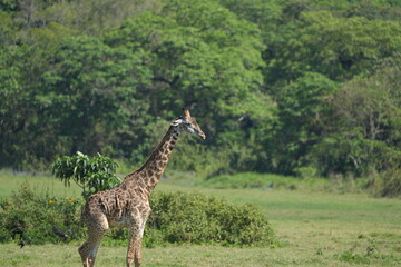 Giraffe Standing in Lush Greenery, Arusha National Park, Tanzania