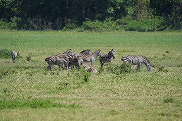 portrait of a herd of zebras roaming around in arusha national park