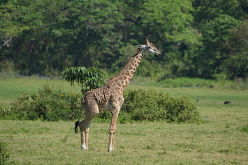 Giraffe Standing in Lush Greenery, Arusha National Park, Tanzania