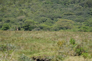 Lush Vertical Landscape of Arusha National Park, Tanzania