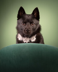 portrait of a black dog against a green background