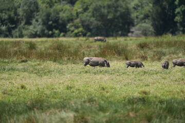 family of warthogs (pumba) grazing in arusha natinoal park tazania