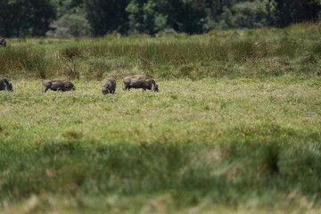 family of warthogs (pumba) grazing in arusha natinoal park tazania