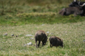 family of warthogs grazing in arusha national park tanzania, walking safari, tourism
