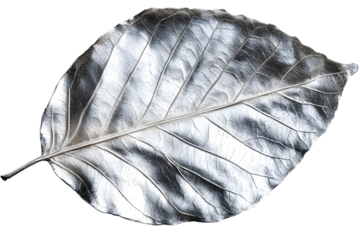 PNG Silver leaf close-up art