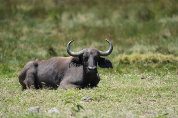 Cape Buffalo Resting in the Grasslands of Arusha National Park