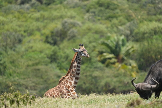 portrait of a giraffe in arusha national park