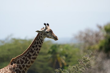 portrait of a giraffe in lake arusha national park