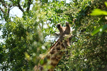 close up of a giraffe eating in arusha national park tanzania