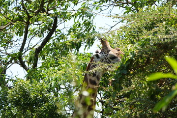 close up of a giraffe eating in arusha national park tanzania