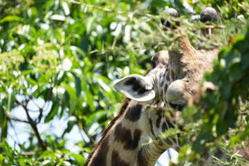 close up of a giraffe eating leaves in arusha national park tanzania
