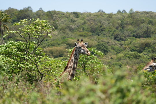 portrait of the head of a giraffe that just surfaces over the bush in arusha national park tanzania