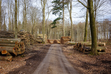 Freshly cut timber logs are stacked along a dirt road through a bare winter forest.