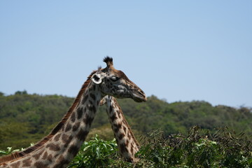 giraffe heads against a blue sky, portrait of giraffes in the wild, in arusha national park tanzania
