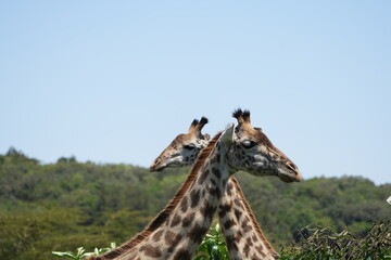 giraffe heads against a blue sky, portrait of giraffes in the wild, in arusha national park tanzania