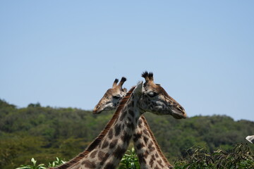 giraffe heads against a blue sky, portrait of giraffes in the wild, in arusha national park tanzania