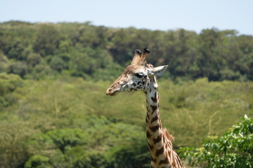 giraffe heads against a blue sky, portrait of giraffes in the wild, in arusha national park tanzania