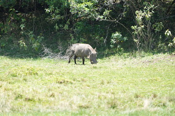 warthog grazing in arusha national park tanzania