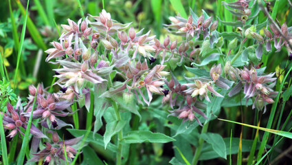 In the wild, nonea pulla blooms