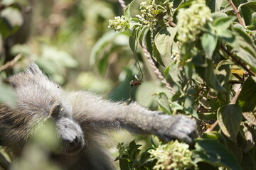 baboon eating in arusha national park monkey portrait tanzania safari