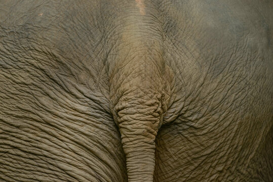 Close-up texture of Asian elephant skin in Thailand
