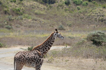 portrait of a baby giraffe in arusha national park tanzania