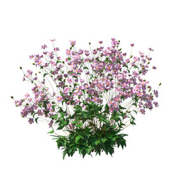 Anemone hupehensis, Anemone x hybrida, Japanese anemone, evergreen, small tree, bush, light for daylight, easy to use, 3d render, isolated