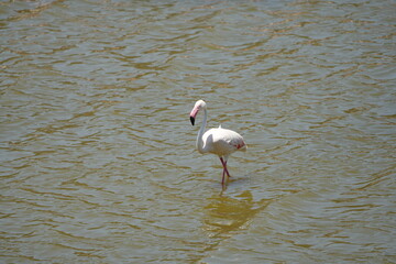 greater flamingo in the water of tarangire national park tanzania